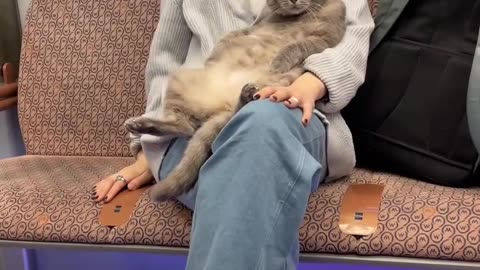 Cat in metro