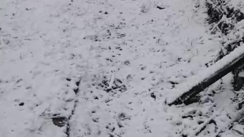 Husky mix is excited about finally checking out the snow in the backyard