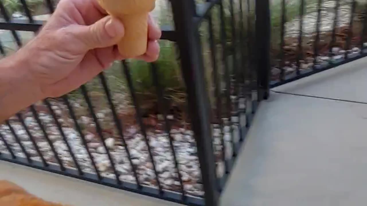 Stanley Devours Ice Cream in One Bite