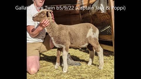 2022 Steitzhof Merino Lambs - July Check -in