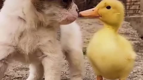 Dog Can play with duck