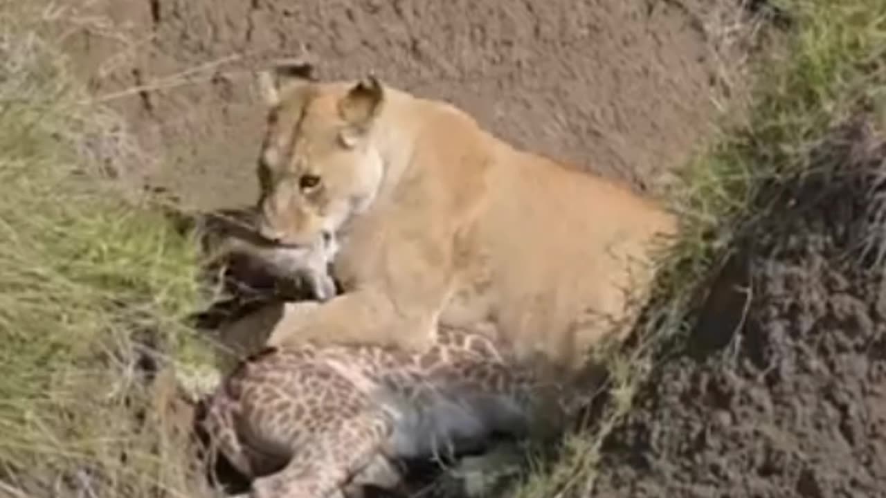 Lioness Attacks Baby Giraffe