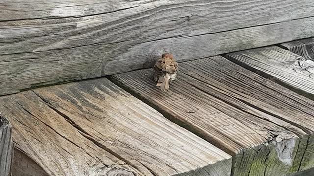 The cute sparrow eats popcorn hard.