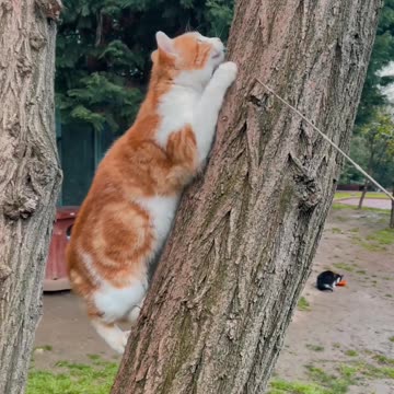 The cat is playing on the tree