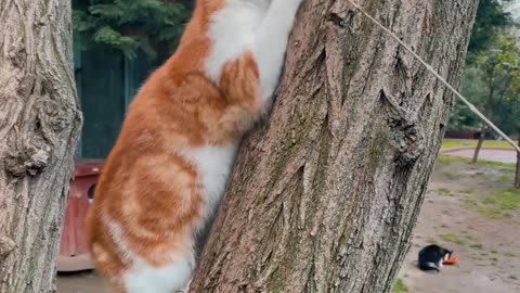 The cat is playing on the tree