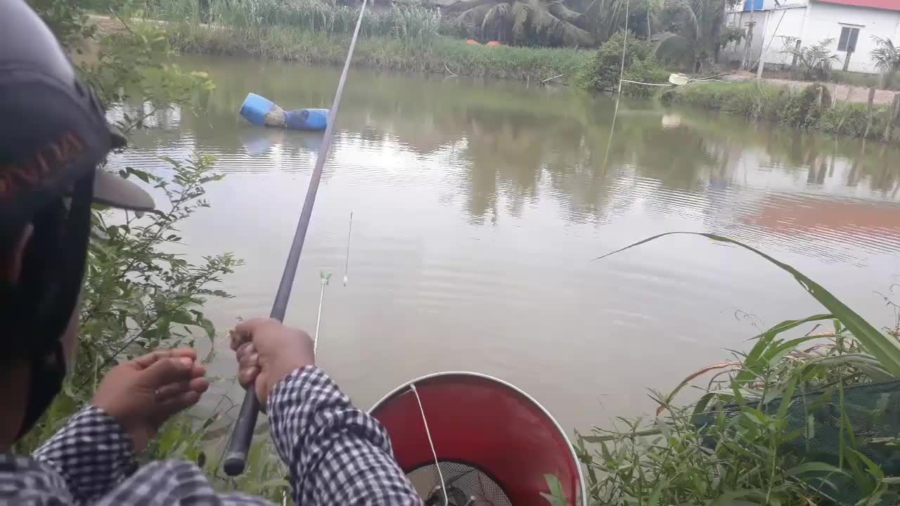 Silver barb Fishing