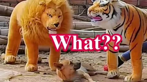 DOG FAKE LION PRANK