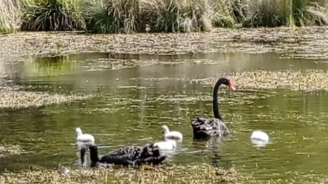 Aussie Wetland Birds In Spring