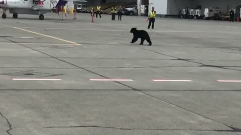 Bear Runs Across Airport Tarmac