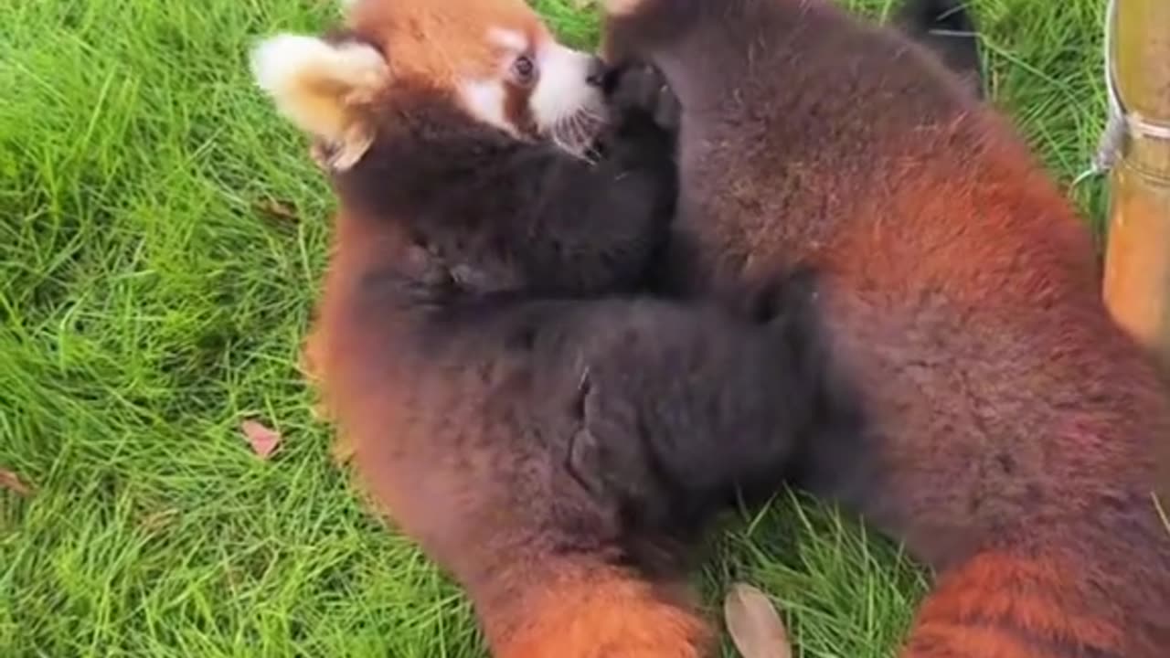 Adorable Red Pandas