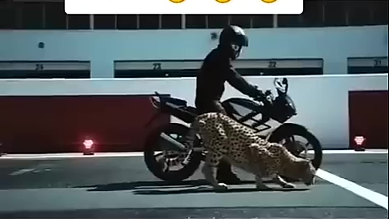 ❤cheetah VS ninja bike race2024for bike fans