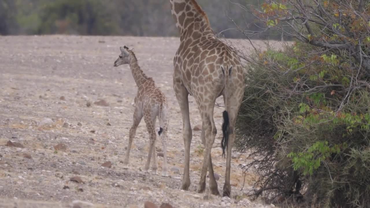 Baby giraffe hugging his mom on the savanna of Orupembe in Namibia