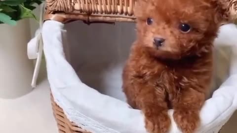 COMPILATION adorable little dog. #cutedog