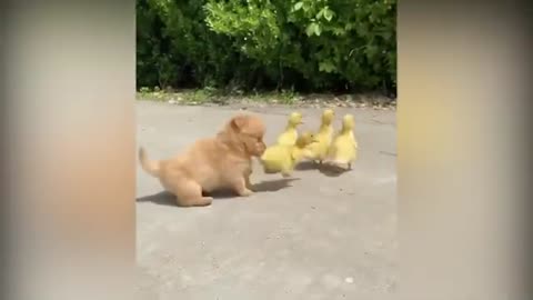 ## A Cute Puppy Became The Boss Of Five Ducklings #21