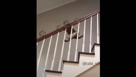 Funny cat, cat is practicing