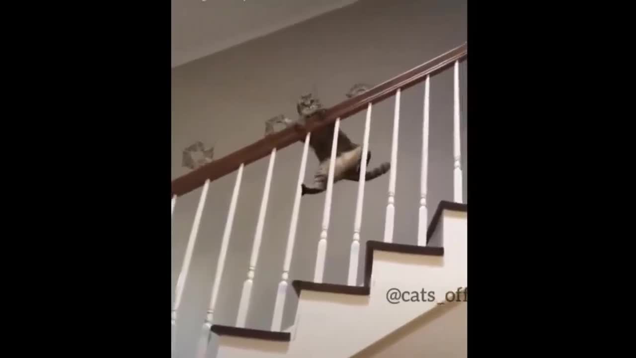 Funny cat, cat is practicing