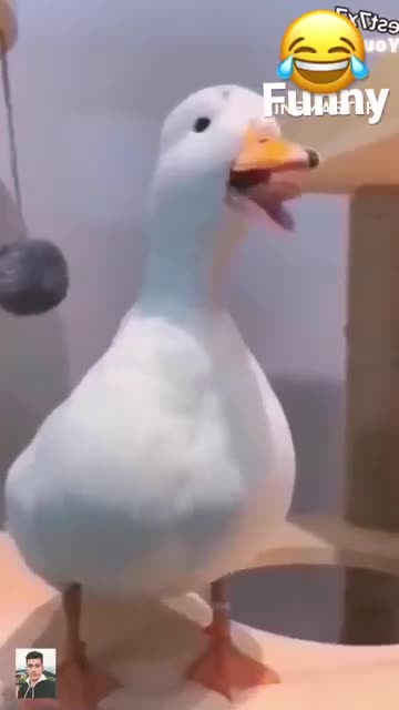 Try not to laugh 😁duck smiling