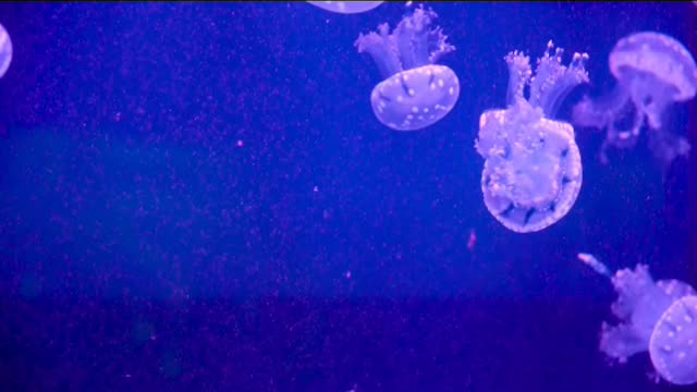 jellyfish