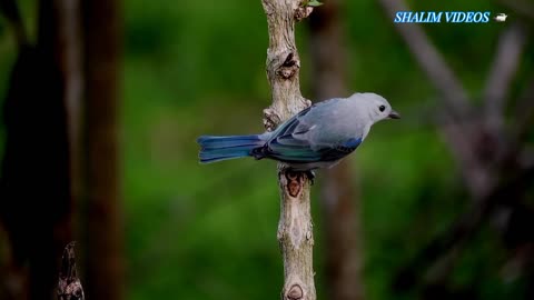 Birds 🐦 Funny Video 📹 Daily