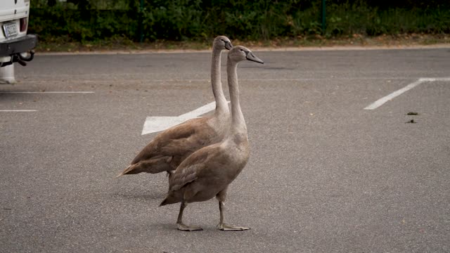 A duck walking on the street in a funny and beautiful way that I fear very much