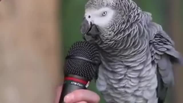 Parrot talking