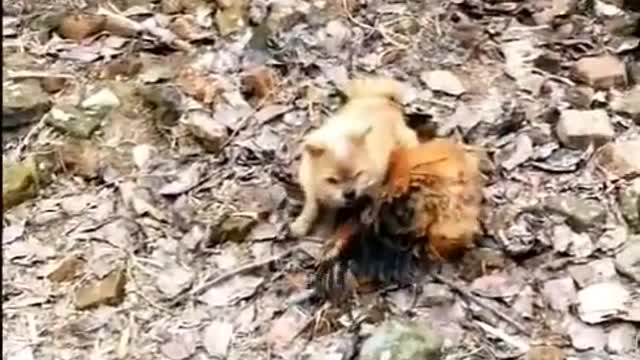 Dog vs chiken - funny moment