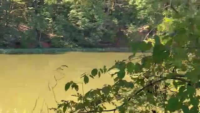 Beaver very disturbed by horseback rider.