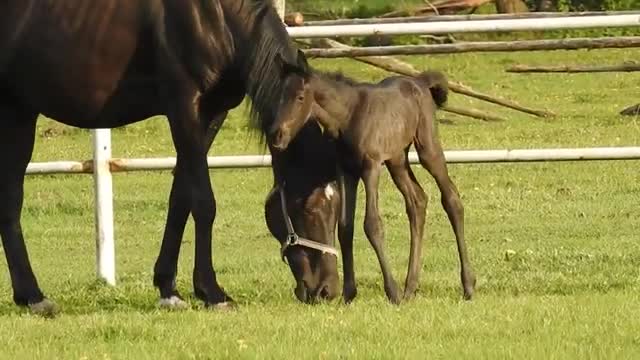 Horse baby eating grass scene / horse baby best scene