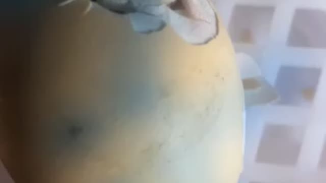 Chicken egg hatching start to finish time lapse