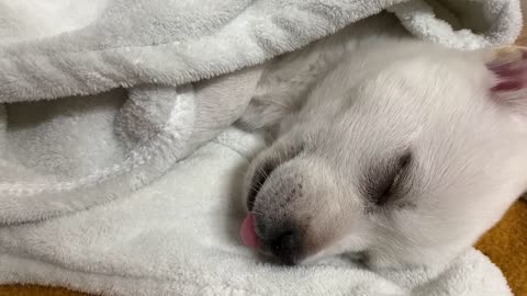 The puppy is eating in his dream