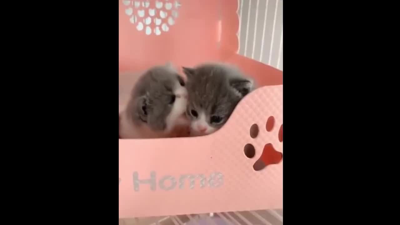 OMG Cute and Funny Cat Videos - Compilation