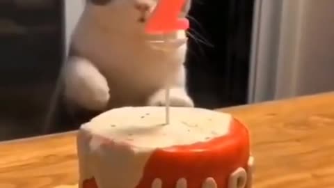 Welcome to birthday party of this cute kitten