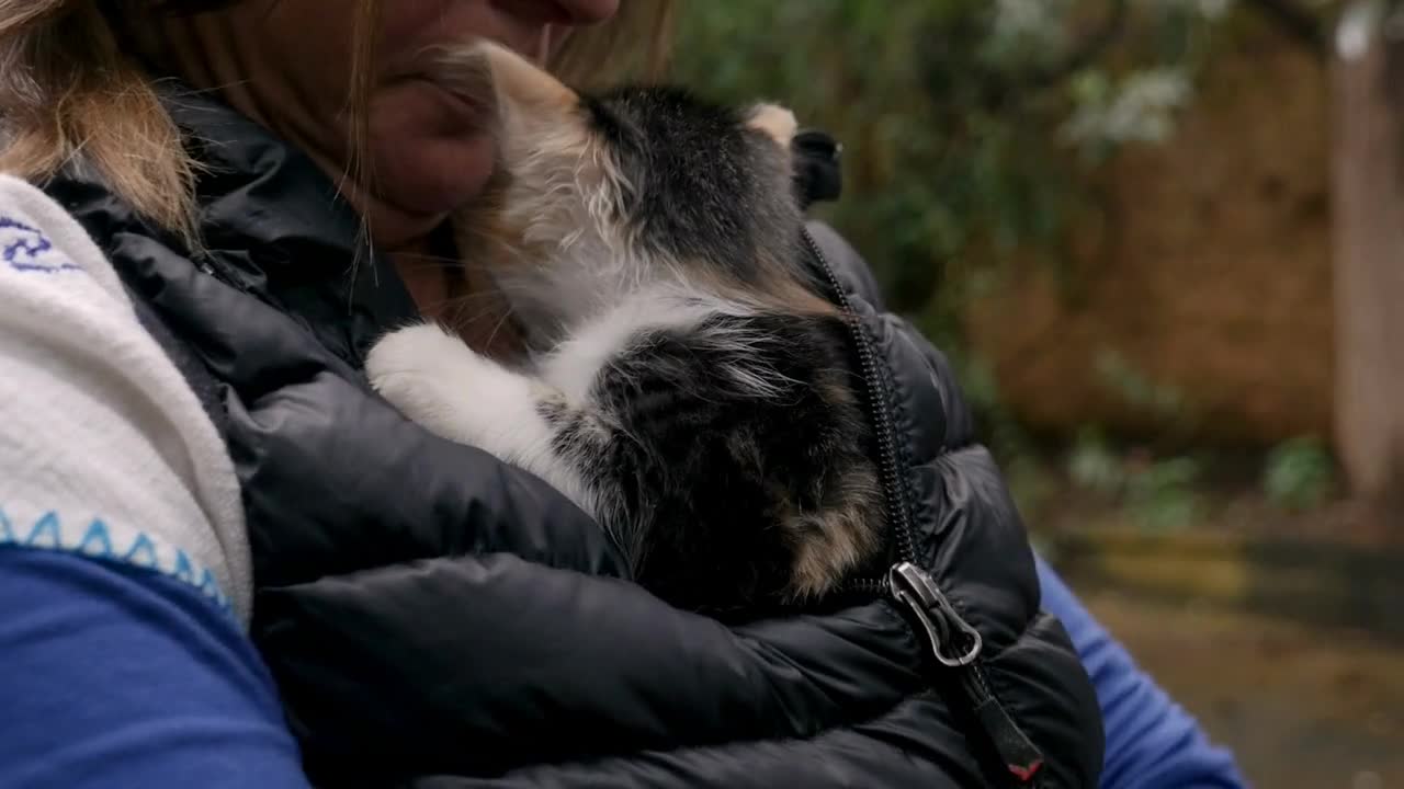 A woman puts a small cute calico kitten inside her down vest coat in slow motion