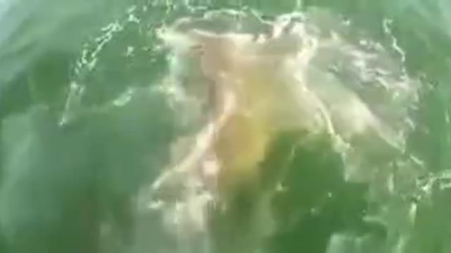 small fish swallows big shark