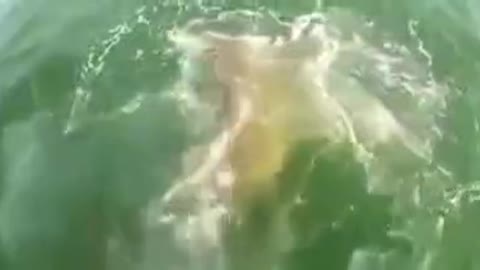 small fish swallows big shark