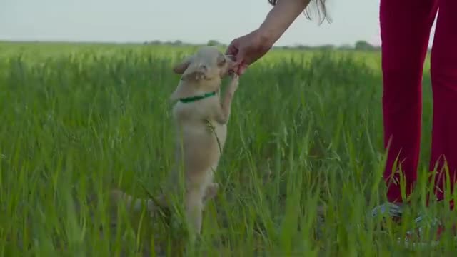 My cut and beautiful dog video