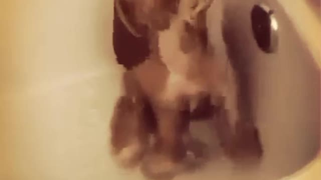 Poor thing keeps bumping his head. Looks like he's good with it though [Video] | Cute baby animals