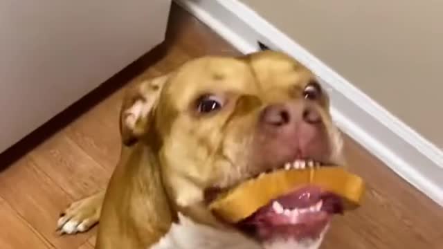 Pitbull eat stuck sandwich