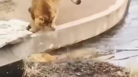 Distracted lion falls into the water 😂