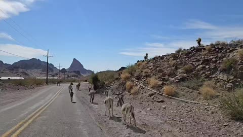 Watching The Burros Run In Oatman, Az