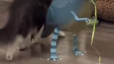 Funny cats and animals videos