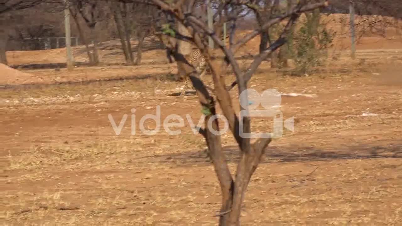 A Running Cheetah