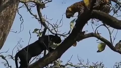 Leopard vs Panther fight