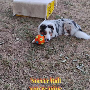 Squeaky toy you’re mine cuts ruff cut 3