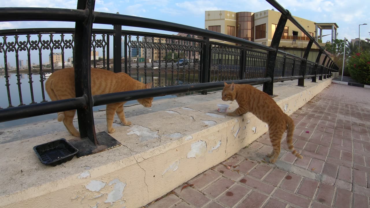 ED SHEERAN & CHRIS MARTIN - Homeless cats in Ras Al Khaimah, UAE #cat #cats #EdSheeran #ChrisMartin