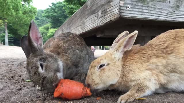 🤭😍cute rabbits eating😍😂