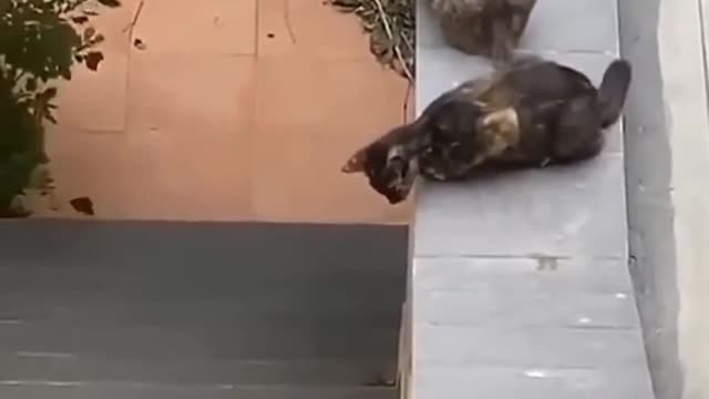 The kitten's claws are so interesting, four claws are like garlic