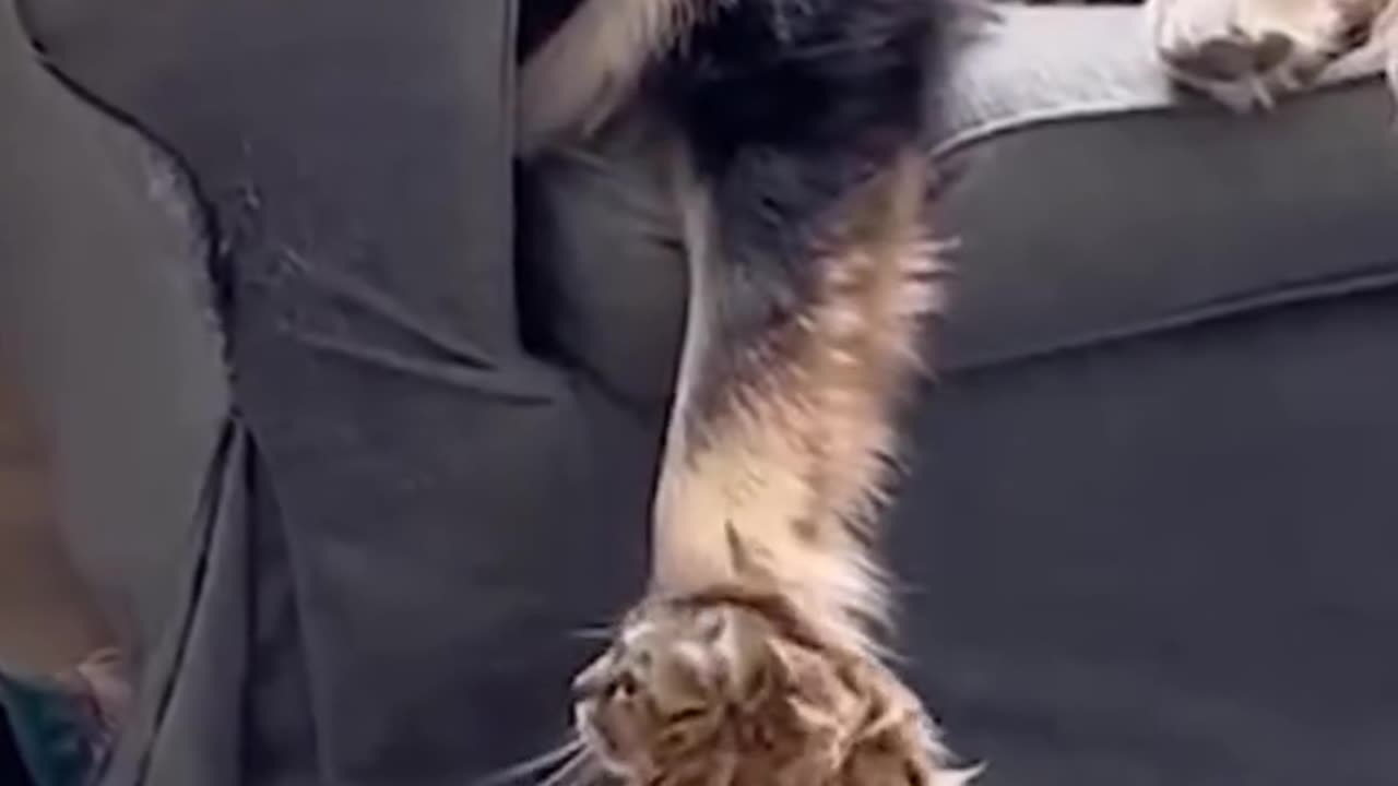 cat plays with dog's paw