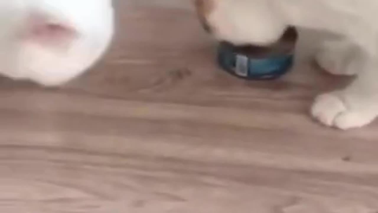 two cats sharing food