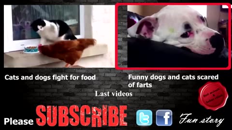 funny cat vs Gun